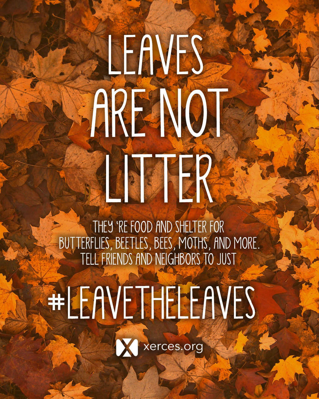 Don't Throw Away The Leaves On Your Lawn This Fall, Say Experts